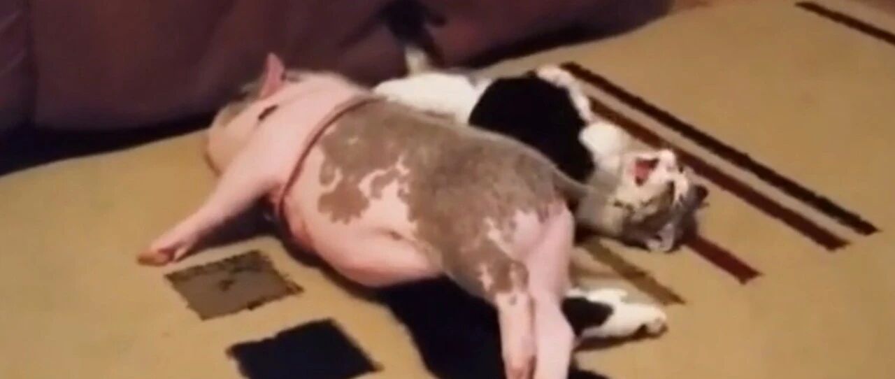 两只喵星人玩闹不搭理小猪，猪猪很生气，于是。。。