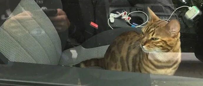 作为可爱又迷人的反派角色，喵星人可以说是非常称职了！