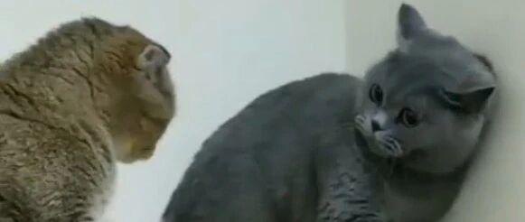 喵星人，铲屎官的劝导希望你能听进去！