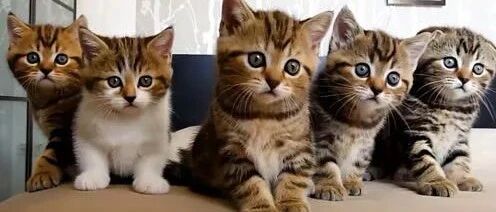 超可爱超治愈的喵星人，拯救你的不开心！