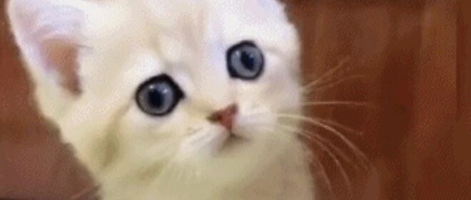 给喵星人变魔术，喵会有什么反应？