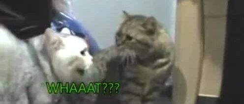 本地喵和外地喵吵架，没想到竟然语言不通！这下尴尬了。。。