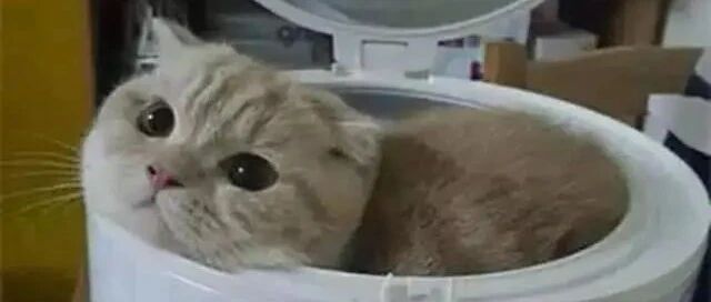 铁锅炖大猫！客官，来一锅吗？