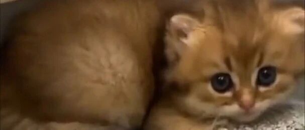 铲屎官教小奶猫如何上厕所，小奶猫学着学着居然这样，哈哈哈！