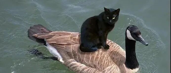 喵：来吸朕，或者被朕吸！