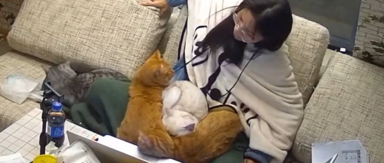 这到底有多少只喵星人，铲屎官已经不堪重负！