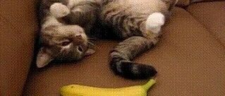 喵星人遇上香蕉，爱的超爱恨的超恨