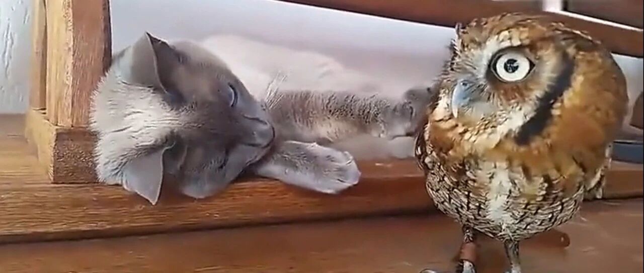 喵星人和猫头鹰比高冷，完败