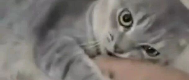 铲屎官骚扰喵星人，喵星人最后忍无可忍了！