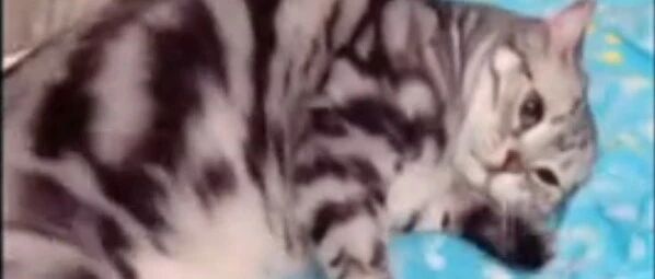 喵星人猝不及防地就滚下了床，是体重太大的原因吗？