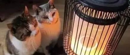 冬天里喵星人唯一的正经事就是烤脸，没有其他。。。