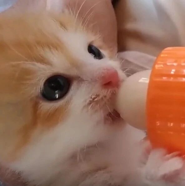 刚刚还在卖萌的小橘猫，看到奶瓶就大口大口喝起来啦
