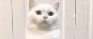 喵星人是怎么来的？答案你绝对猜不到！