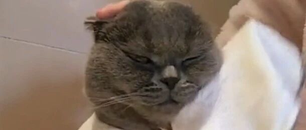 铲屎官给脸大的喵星人擦脸，就是有点费水。。。