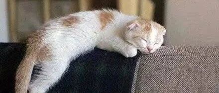 喵星人的世界最好不要去懂，太伤人了