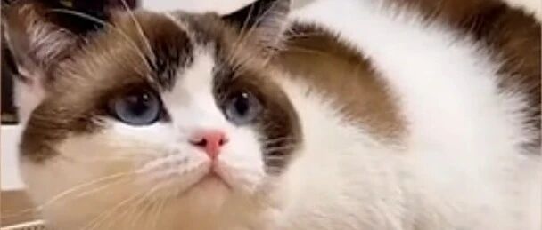 喵：怕铲屎的听不懂，特地学了普通话来骂你