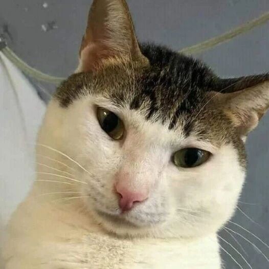 就算是高颜值猫咪，也很难驾驭齐刘海啊。。。