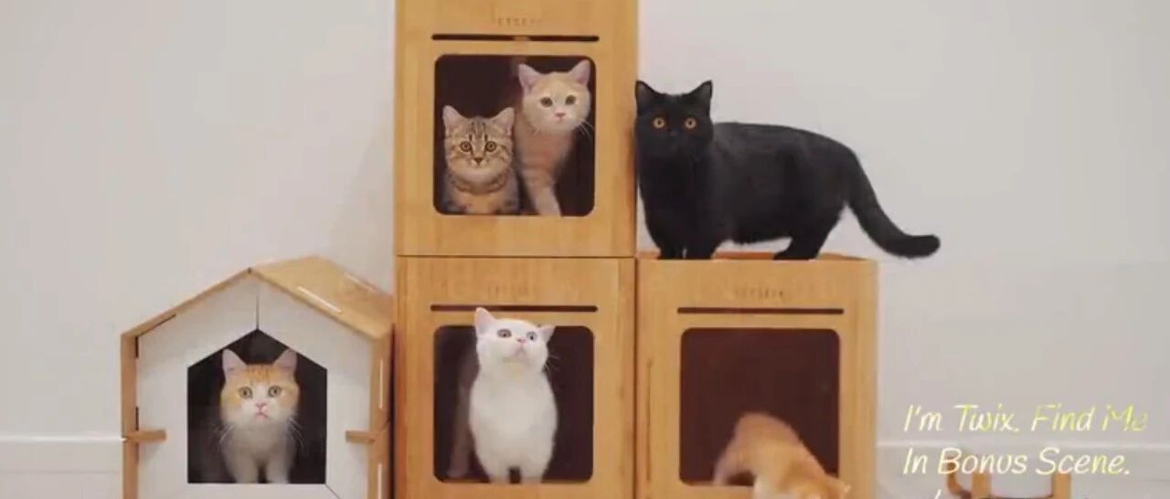 铲屎官的年度大片！小奶猫从出生到100天的成长历程！