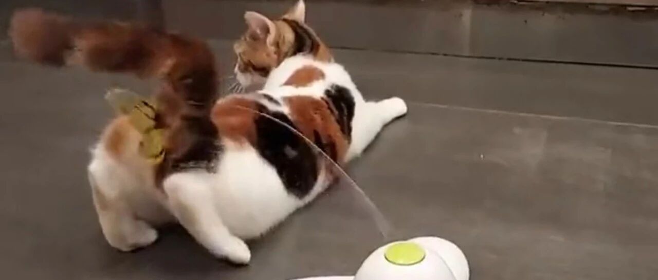 铲屎官买了自动逗猫玩具，结果被猫开发出新用途，直接裂开。。。