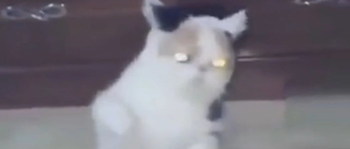 这是一只在广场成精的喵，自带钛合金喵眼！嗨的根本停不下来！