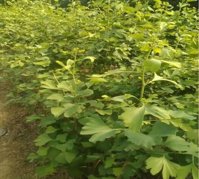 银杏叶提取物-2