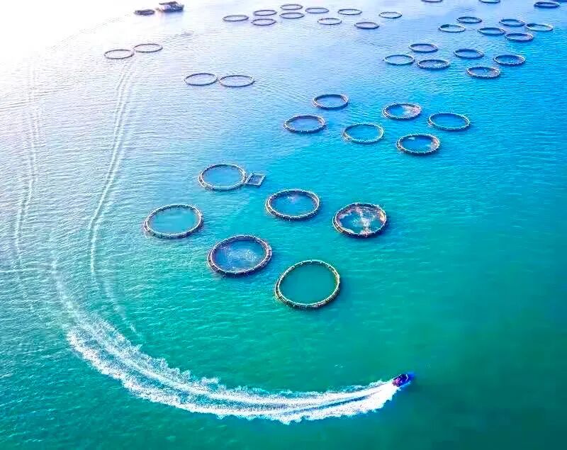 湛江海洋牧场。