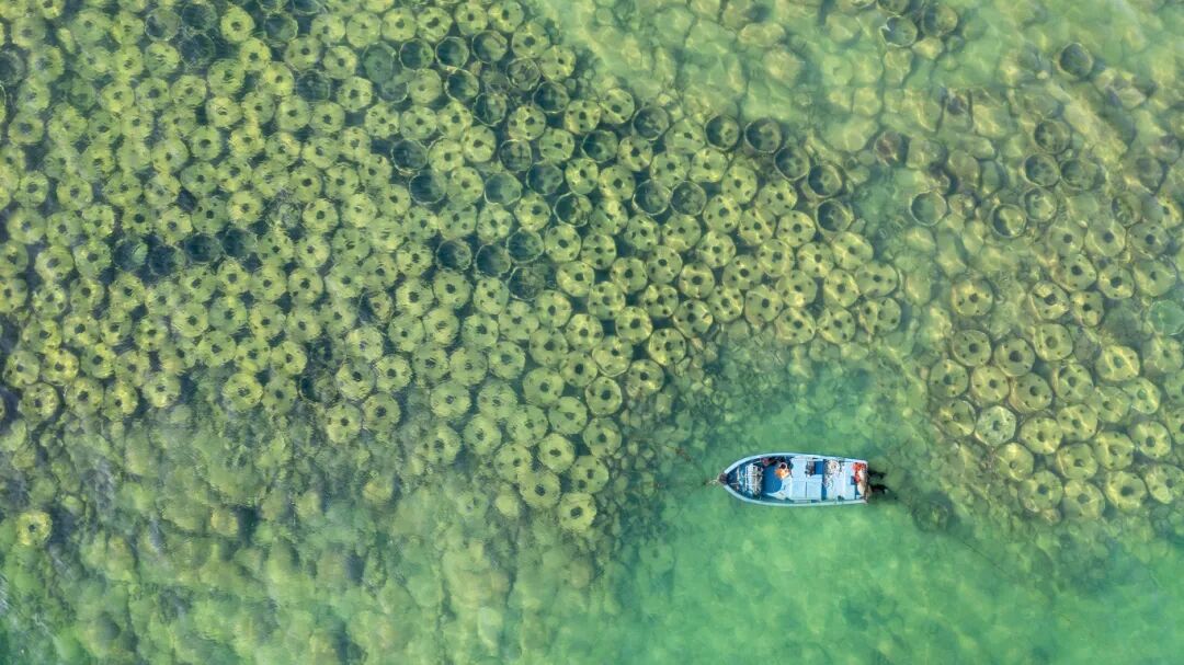 硇洲岛鲍鱼养殖场。 李静 摄