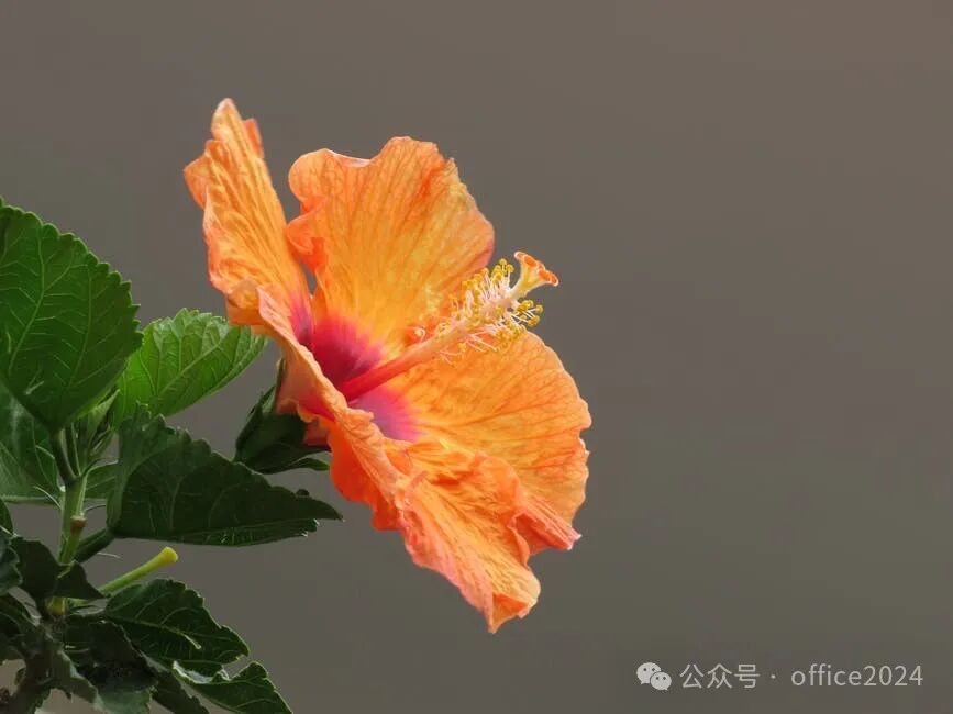 mathtype破解版微信公众号