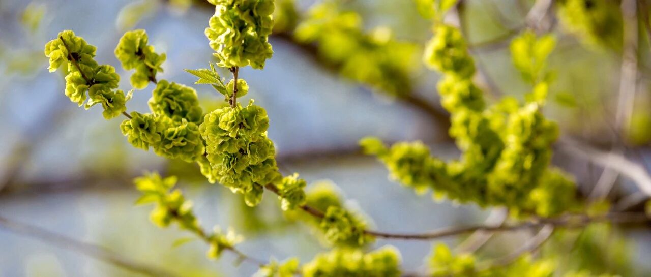 曾经长在树上不起眼的它，如今超市15一斤比肉贵，尝鲜只有十几天！