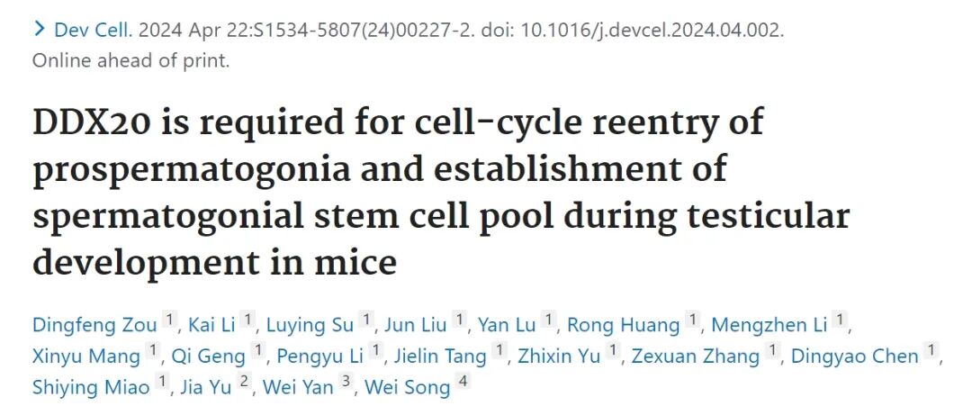 项目文章Dev Cell | 宋伟/闫威/余佳等揭示RNA结合蛋白质DDX20调控精原干细胞形成的作用机理-欧易生物