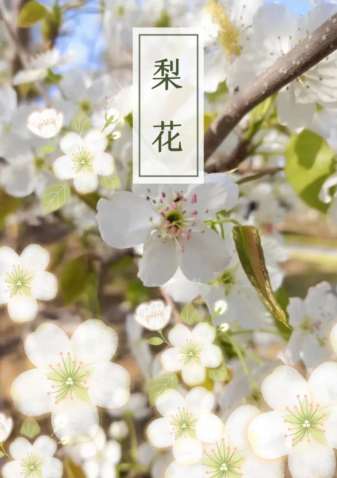 杭锦后旗第八届梨花节来啦!明天,走起!