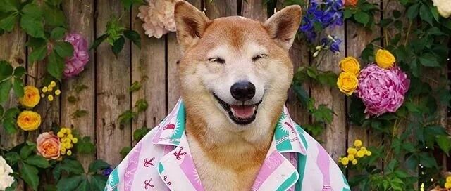 美国4岁柴犬月入10万，因长得帅代言adidas：真人间钻石王老五！