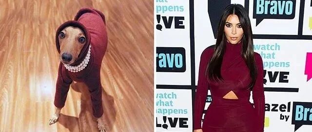 狗界赫本爆红Ins，模仿明星穿搭气质完胜！