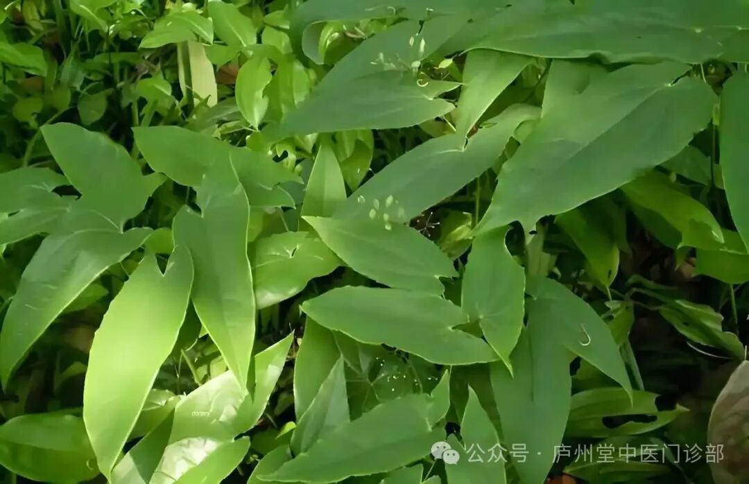 中医秘方：淫羊藿的养生功效与食谱