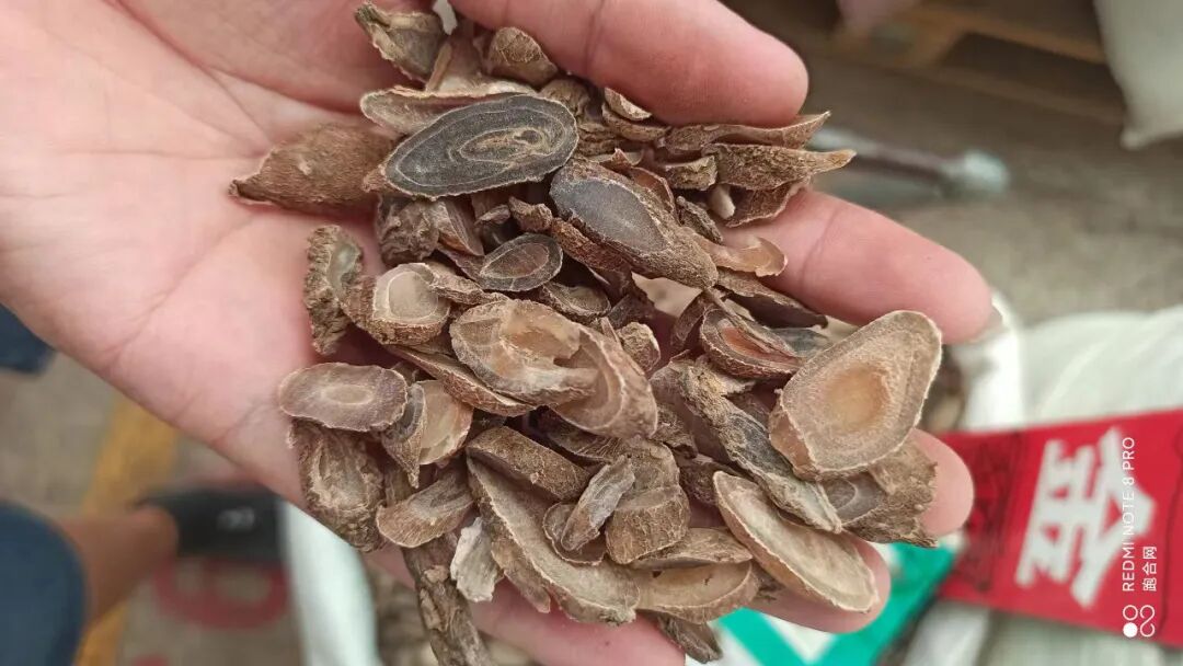 亳州中药材资讯