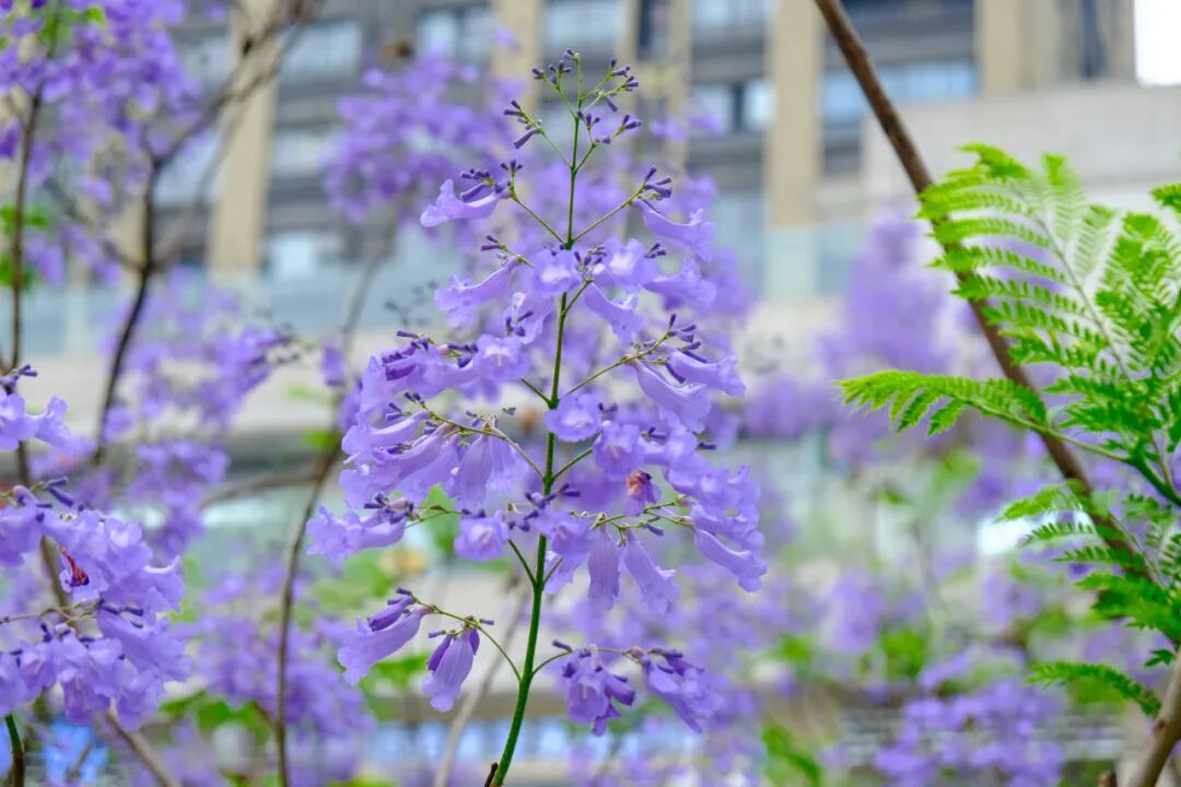 重庆:坡区太浪漫了~蓝花楹三角梅花开成瀑,如漫画照进现实