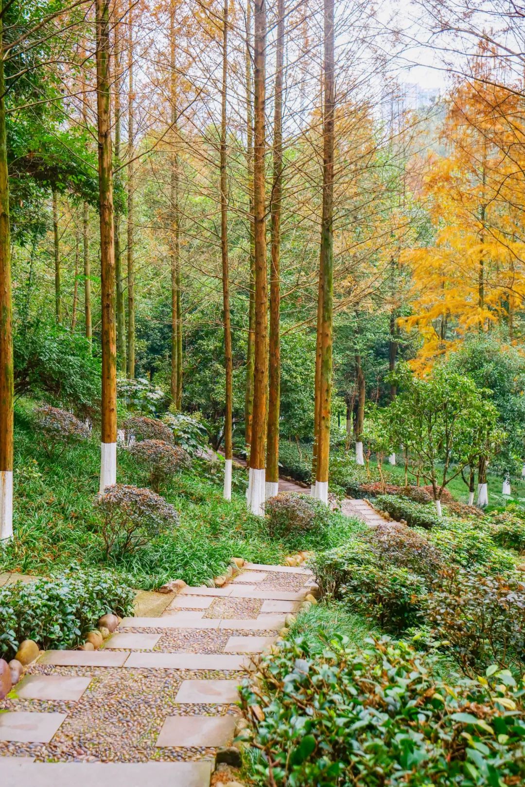 杉水畫卷火出圈彩雲湖公園水杉已紅透