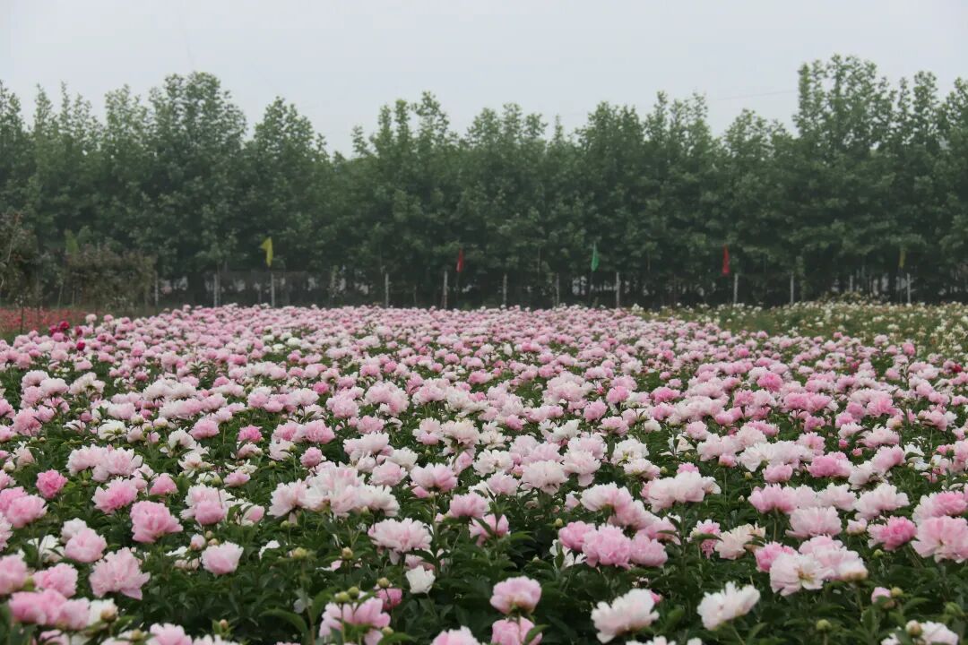 牡丹花正艳菏泽等您来一文在手全区畅游点击位置可直接导航