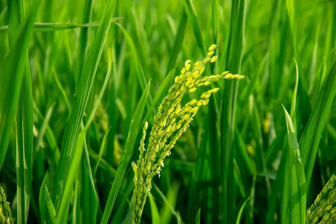 水稻2.jpg