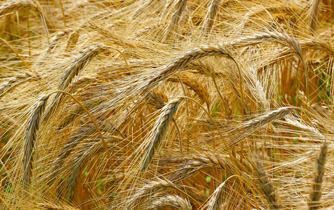 大麦.jpg