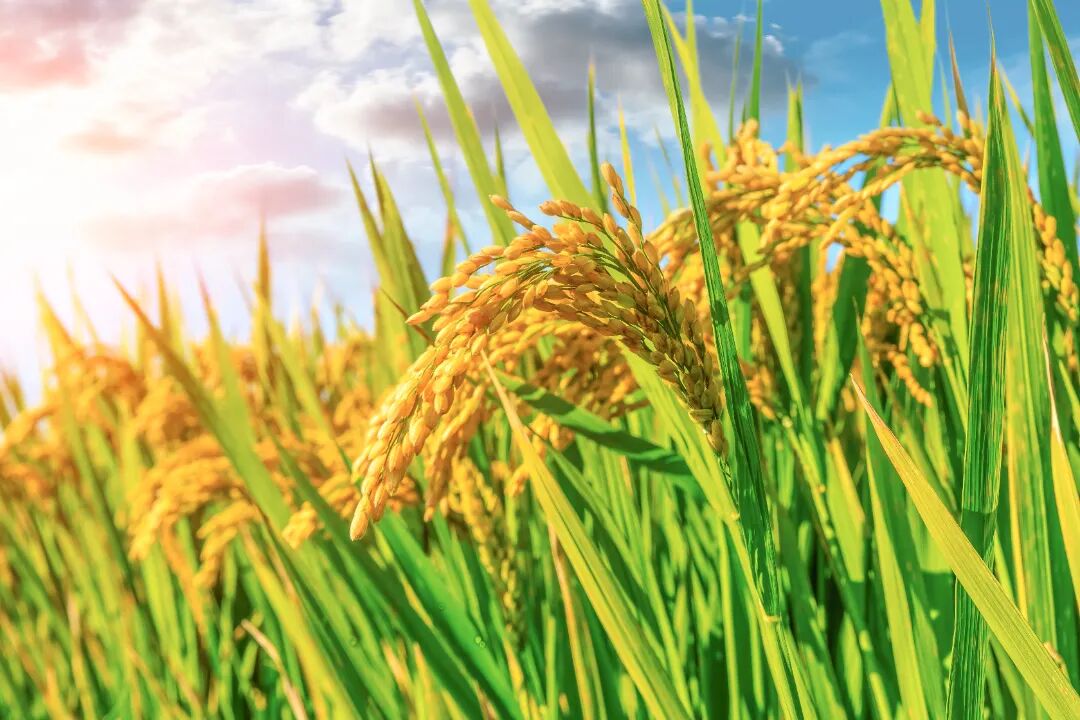 水稻.jpg