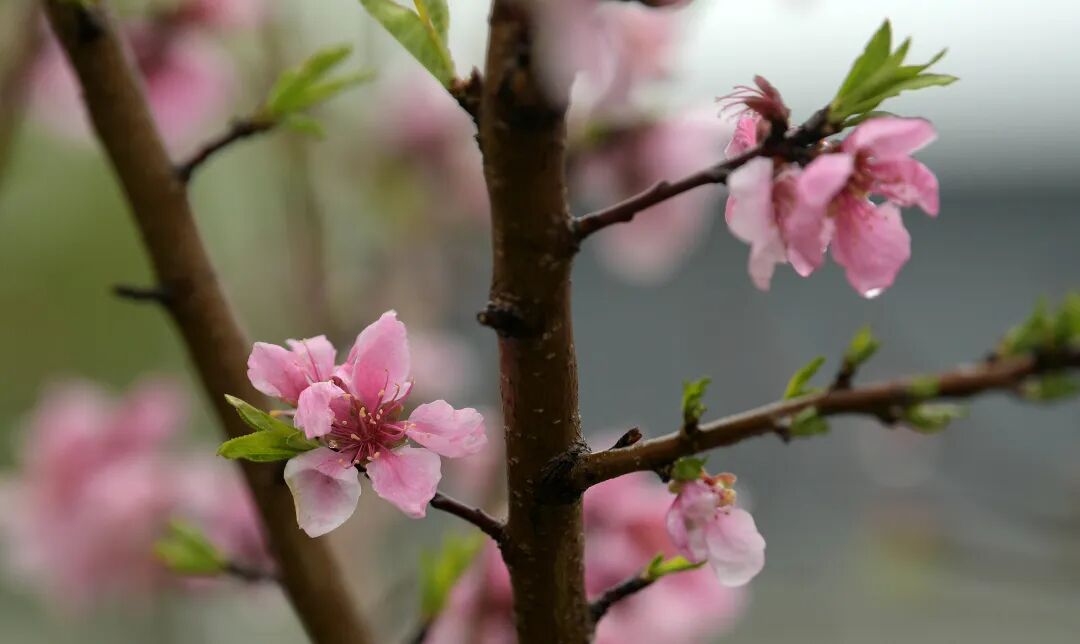 江苏海安：桃红柳绿 春色浓郁4465870774092066935.jpg