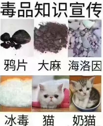 這是唯一用錢買得到的「愛」 寵物 第7張