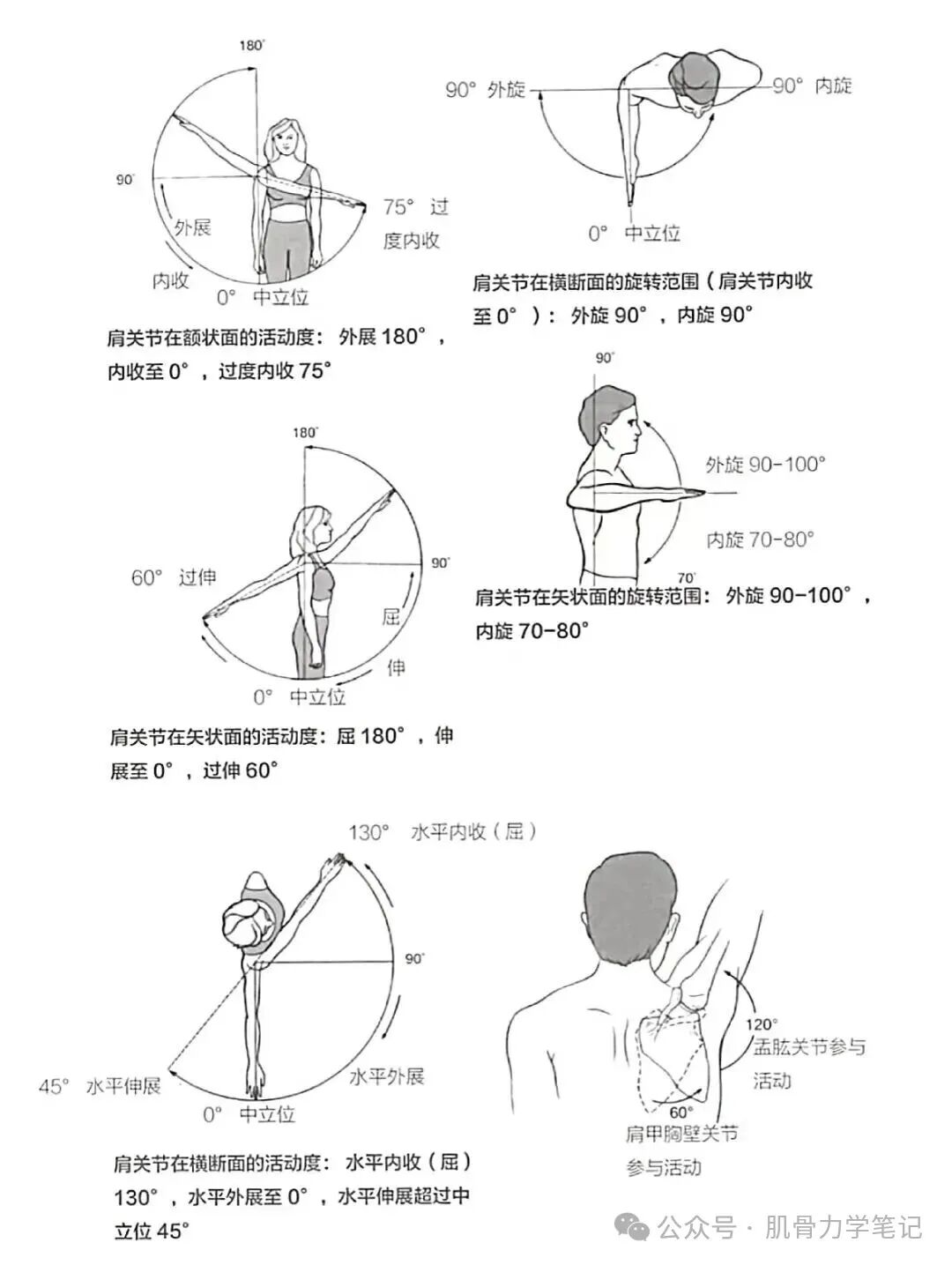 中频为什么能镇痛肩周炎（冻结肩）的综合诊疗思路_https://www.jmylbn.com_新闻资讯_第8张