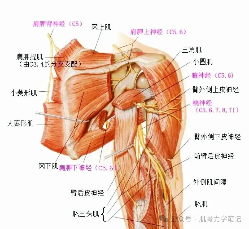 中频为什么能镇痛肩周炎（冻结肩）的综合诊疗思路_https://www.jmylbn.com_新闻资讯_第6张