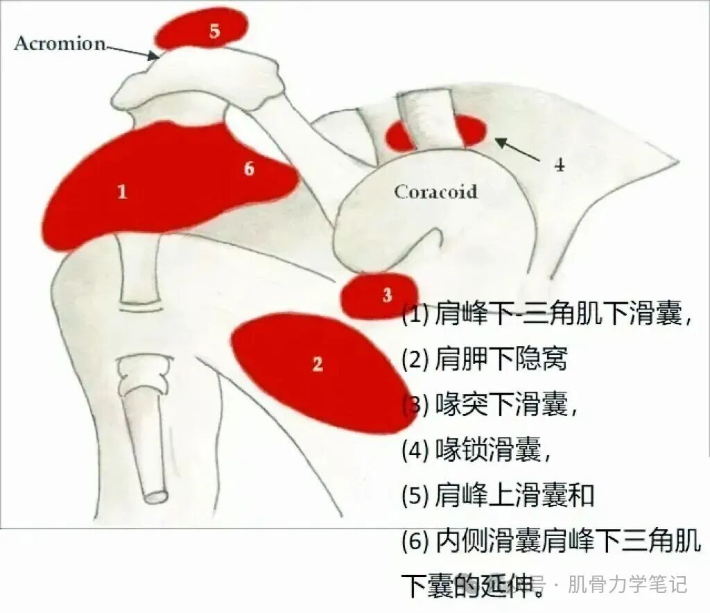 中频为什么能镇痛肩周炎（冻结肩）的综合诊疗思路_https://www.jmylbn.com_新闻资讯_第7张