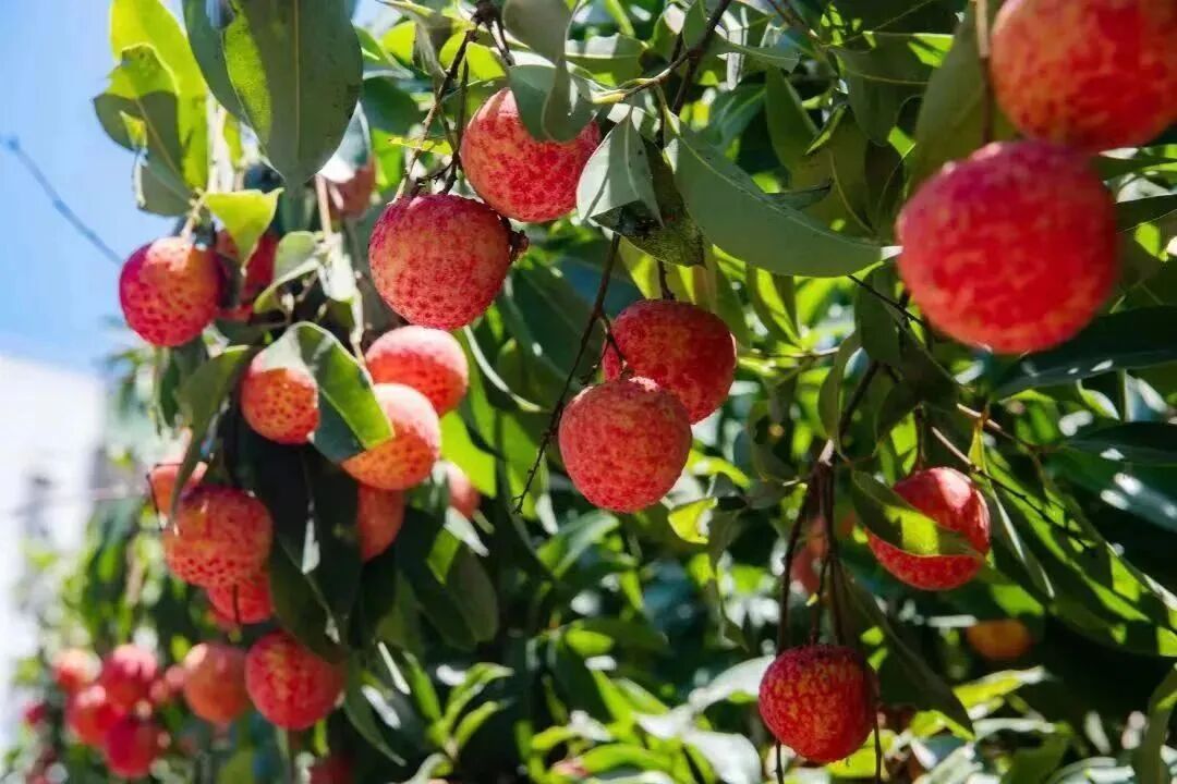 南山荔枝当家品种成花率不足2成!"冻荔枝"救场?