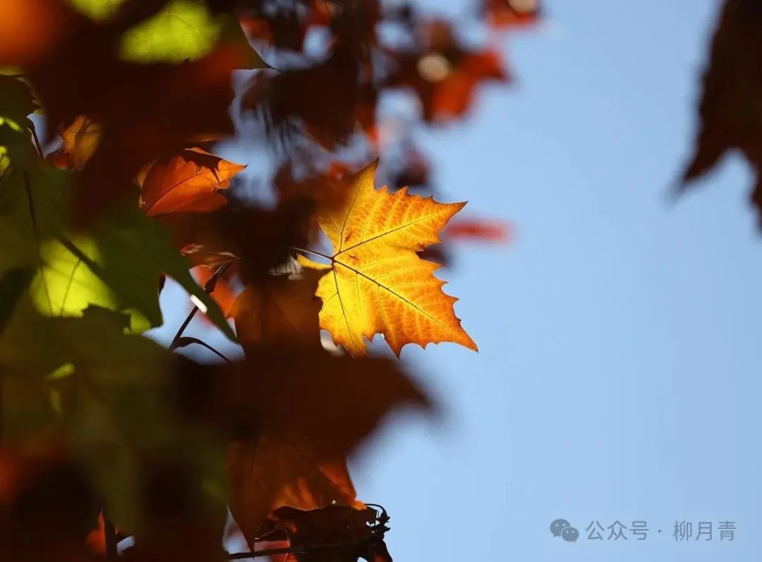 古今十大诗词排行榜前十名排行榜
