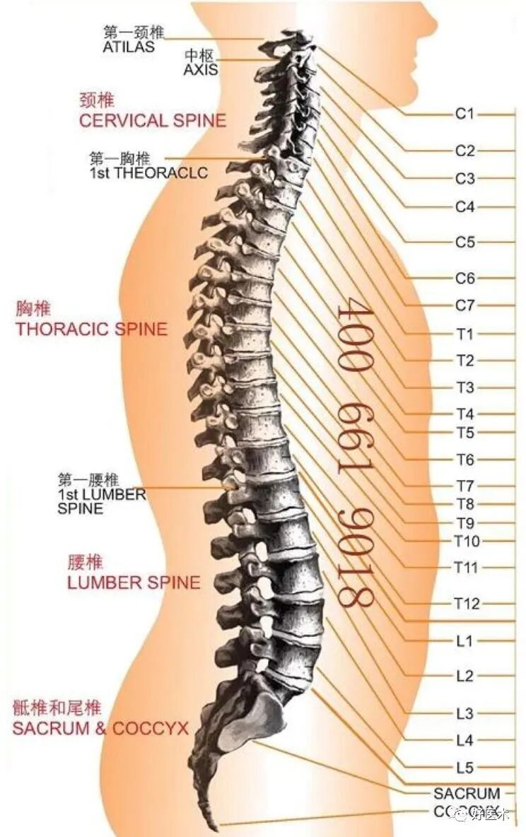 脊柱骨折的分型、诊断与治疗
