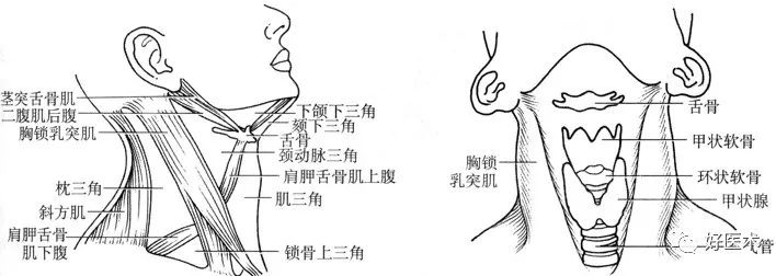 颌下三角区位置图图片